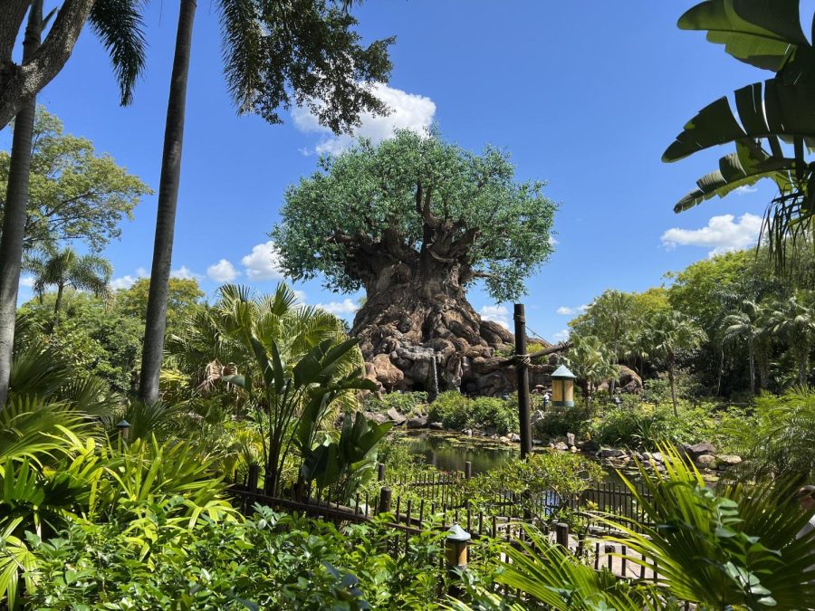 The Tree of Life in Disney’s Animal Kingdom is a stunning tree made up of animals that are carved into its bark. “Yes it was amazing! I loved seeing the color and the scenery around the tree and all the animals that were engraved onto the tree. It was a beautiful sight,” said Reese Lutz, junior.