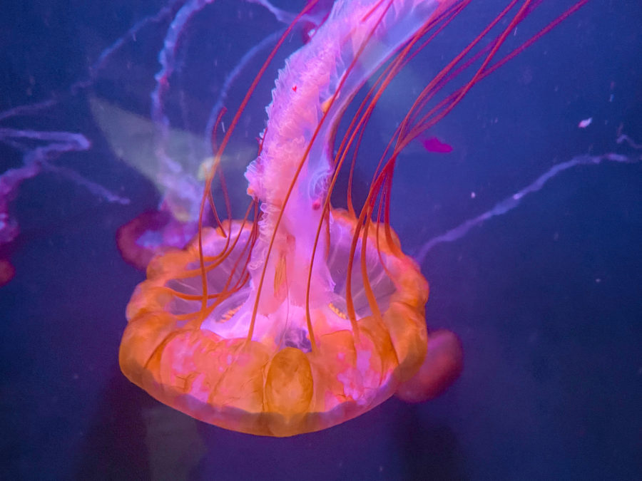 One of many Jellyfish seen at the Pittsburgh Zoo/Aquarium.